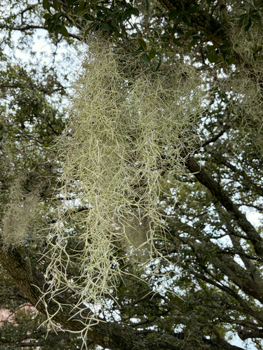 Tillandsia usneoides