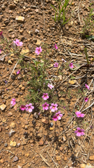Jamesbrittenia aurantiaca, photograph author not stated, no rights reserved