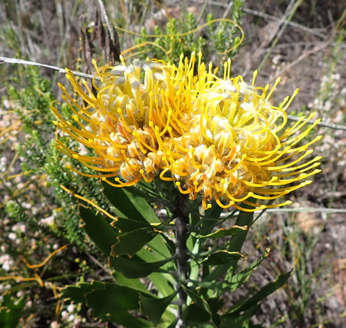 Leucospermum cuneiforme, photograph 1