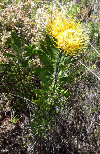 Leucospermum cuneiforme, photograph 2