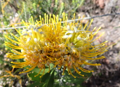 Leucospermum cuneiforme