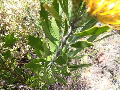 Leucospermum cuneiforme, photograph 3