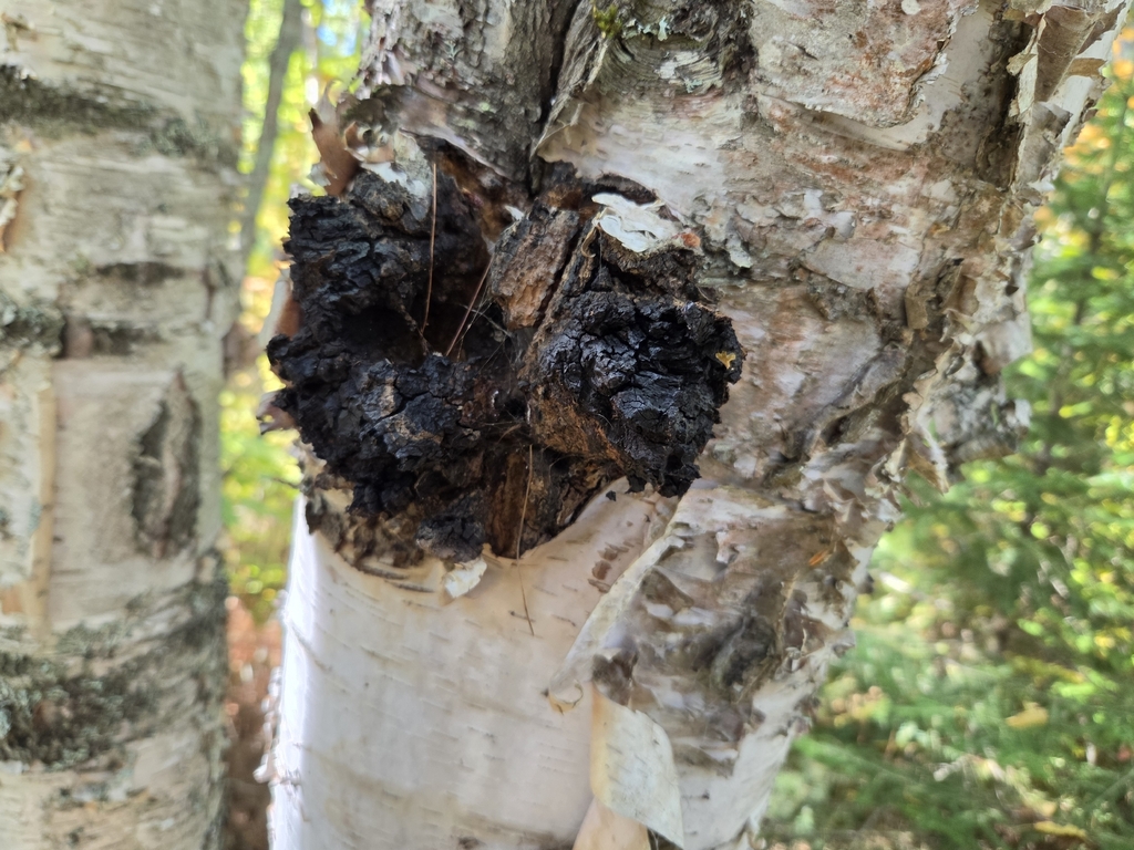 chaga · September 2026 · photo: Photo: (c) Charlie Pavlisich, some rights reserved (CC BY) · iNaturalist