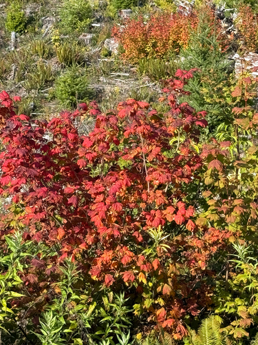 Vine Maple