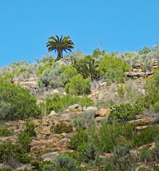 Encephalartos longifolius