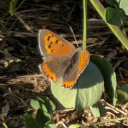 Small Copper