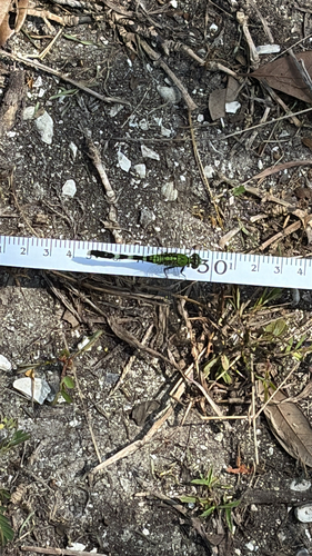 Eastern Pondhawk