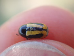 Cryptocephalus vittatus