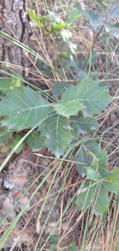 Holm oak