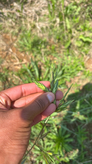 Bromus catharticus