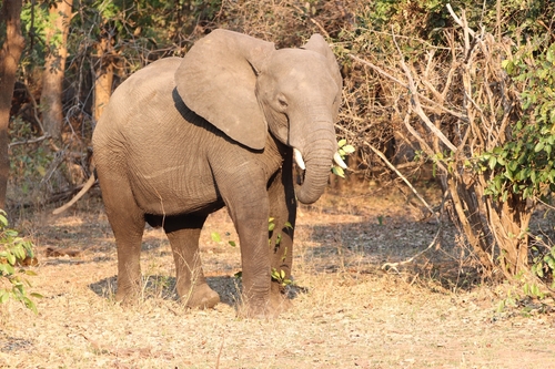 African Savanna Elephant