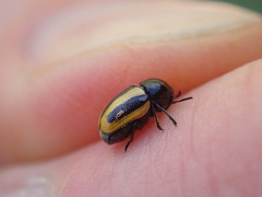 Cryptocephalus vittatus