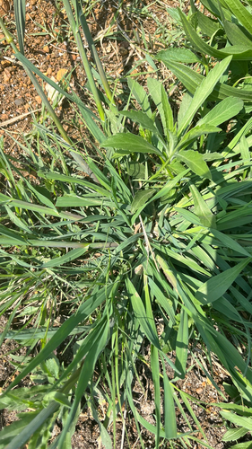 Bromus catharticus, photograph 2