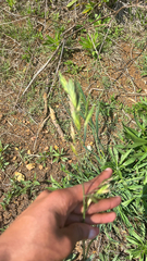 Bromus catharticus, photograph author not stated, no rights reserved