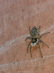 Menemerus semilimbatus