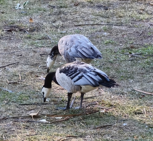 Barnacle Goose