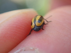 Cryptocephalus vittatus