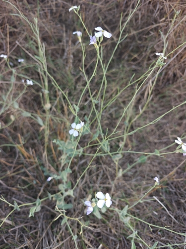 Moricandia arvensis