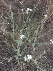 Moricandia arvensis