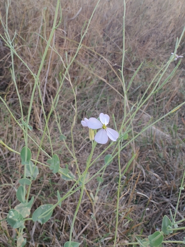 Moricandia arvensis, photograph 2