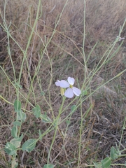 Moricandia arvensis, photograph author not stated, no rights reserved