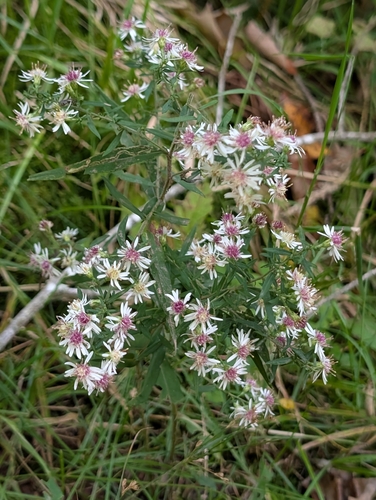 calico aster