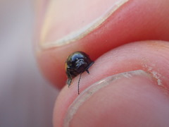 Cryptocephalus vittatus