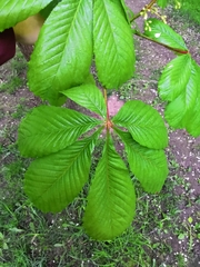 Aesculus hippocastanum