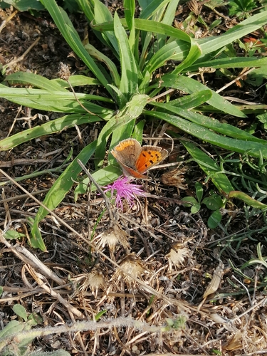 Small Copper