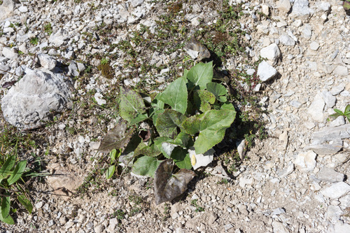 Alpine Butterbur
