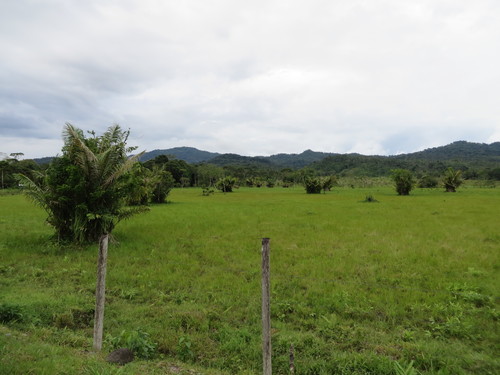 Astrocaryum murumuru, photograph 4
