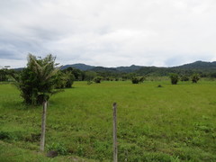 Astrocaryum murumuru