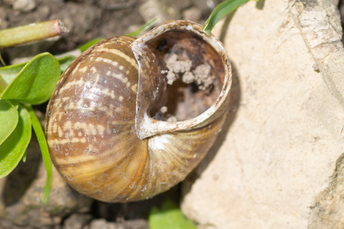 Copse Snail