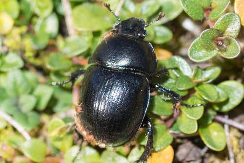 Woodland Dor Beetle
