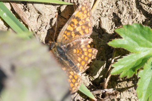 Knapweed Fritillary