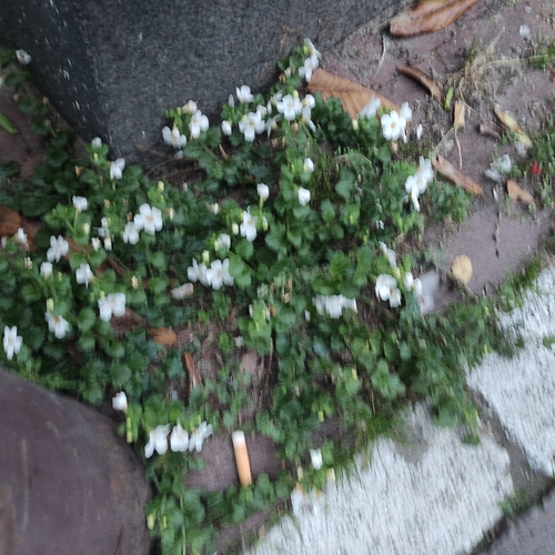 Bacopa
