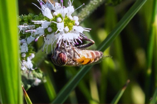 Stripe-eyed Lagoon Fly