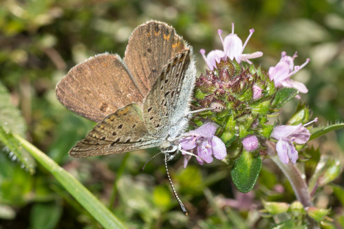 Lycaena tityrus tityrus