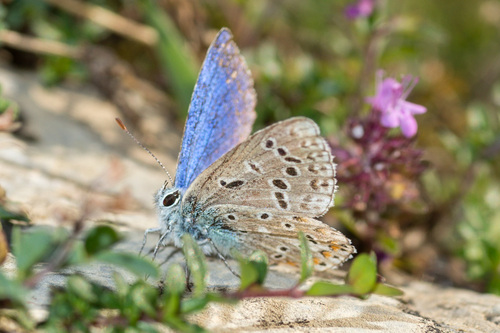 Adonis Blue