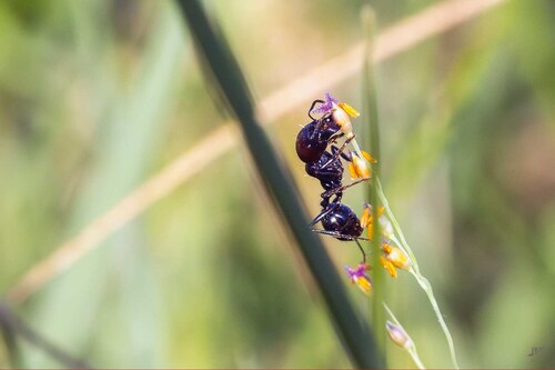 Barbary Harvester Ant