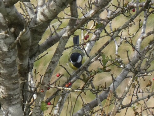Great Tit