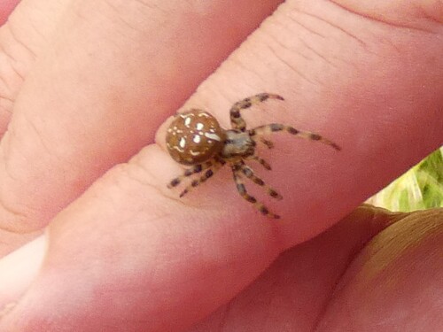 Four-spot Orbweaver