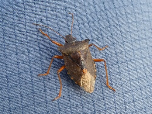 Forest Bug