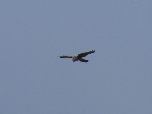 Eurasian Kestrel