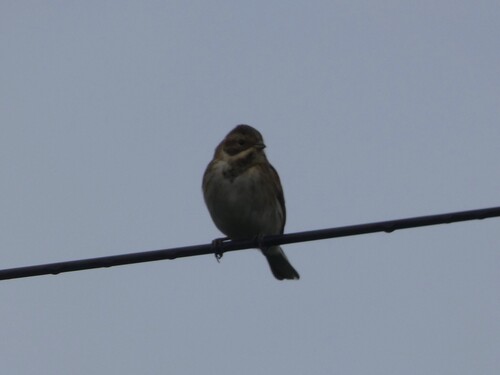 Reed Bunting