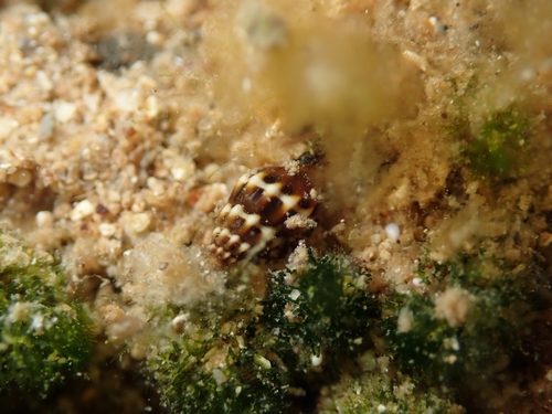 Turricula tricolor observed 2026-09-09