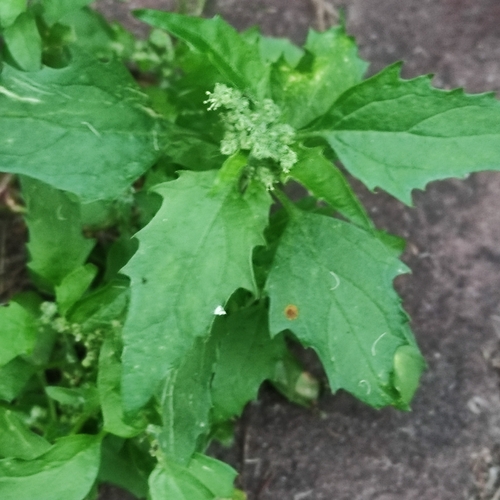nettle-leaved goosefoot