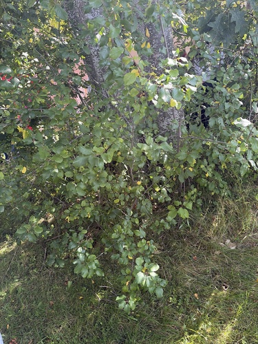 alder buckthorn