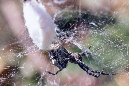 Tropical Tent-web Spider