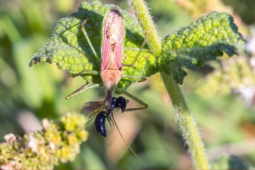 Leafhopper Assassin Bug